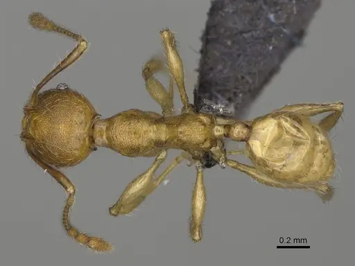 Pheidole boribora specimen CASENT0456014 image casent0456014_1