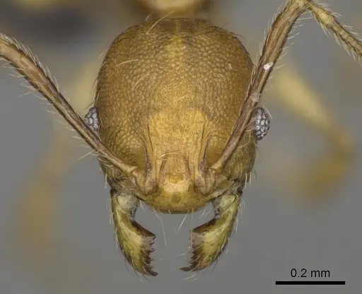 Pheidole boribora specimen CASENT0456014 image casent0456014_2