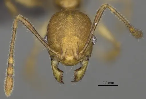 Pheidole boribora specimen CASENT0456014 image casent0456014_3