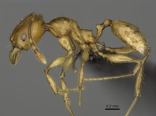 Pheidole boribora specimen CASENT0456014 image casent0456014_4