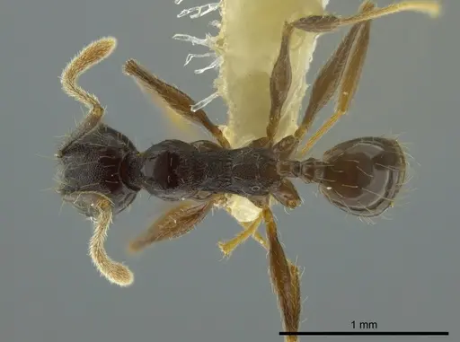 Pheidole boruca specimen CASENT0624232 image casent0624232_1