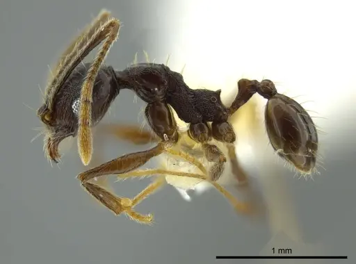 Pheidole boruca specimen CASENT0624232 image casent0624232_3