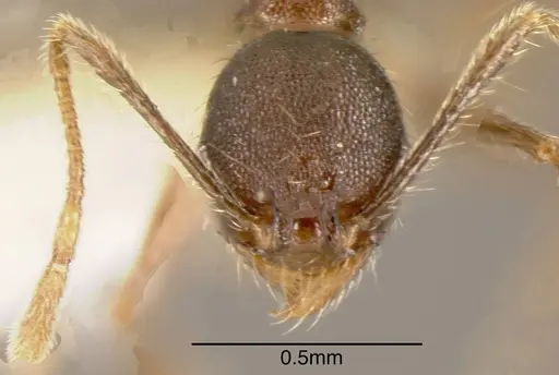Pheidole boruca specimen CASENT0635443 image casent0635443_1