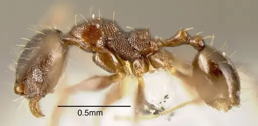 Pheidole boruca specimen CASENT0635443 image casent0635443_2