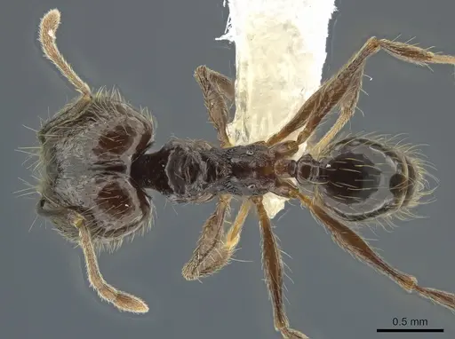 Pheidole boruca specimen CASENT0637167 image casent0637167_1
