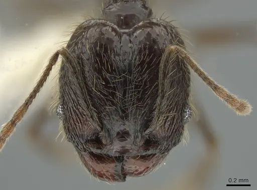 Pheidole boruca specimen CASENT0637167 image casent0637167_2