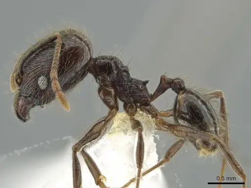 Pheidole boruca specimen CASENT0637167 image casent0637167_3