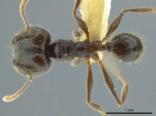Pheidole boruca specimen INBIOCRI002279551 image inbiocri002279551_1