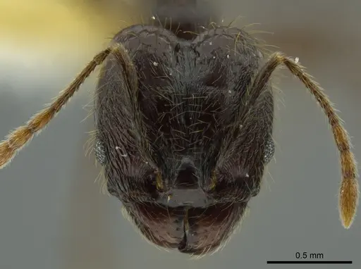Pheidole boruca specimen INBIOCRI002279551 image inbiocri002279551_2