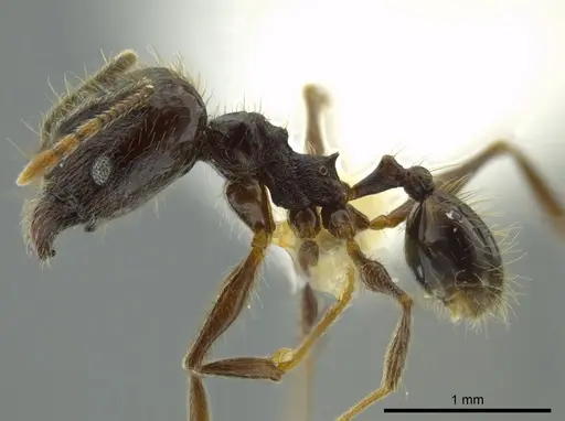 Pheidole boruca specimen INBIOCRI002279551 image inbiocri002279551_3