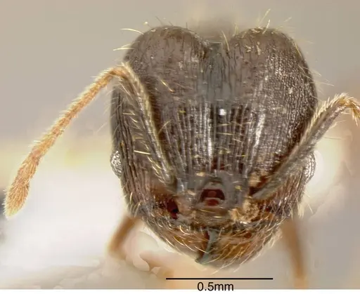 Pheidole boruca specimen INBIOCRI002279967 image inbiocri002279967_1