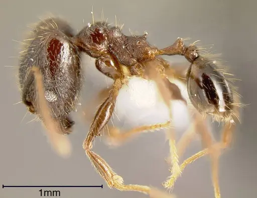 Pheidole boruca specimen INBIOCRI002279967 image inbiocri002279967_2