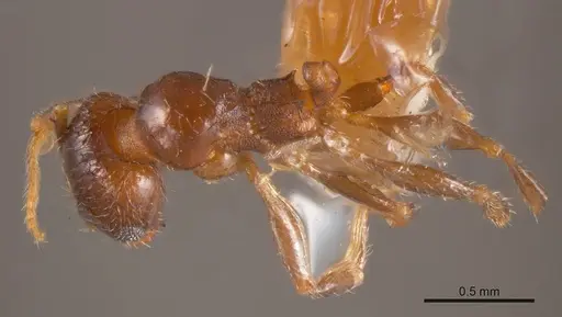 Pheidole bos specimen ANTWEB1008221 image antweb1008221_1