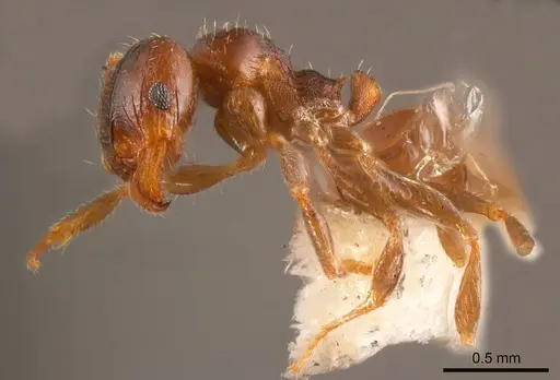 Pheidole bos specimen ANTWEB1008221 image antweb1008221_2
