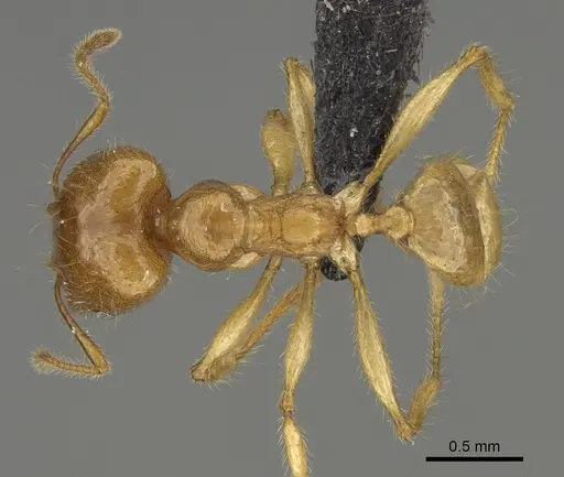 Pheidole bos specimen CASENT0140641 image casent0140641_1
