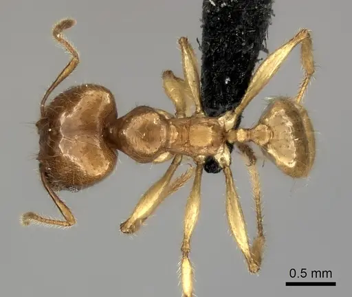 Pheidole bos specimen CASENT0140641 image casent0140641_2