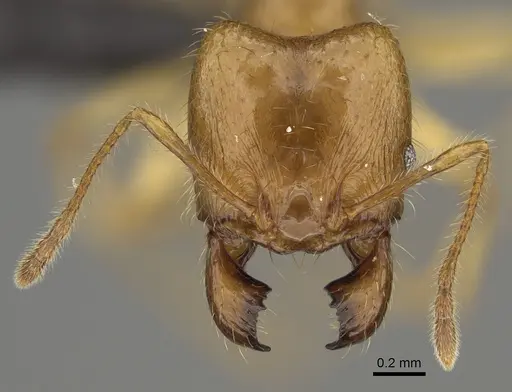 Pheidole bos specimen CASENT0140641 image casent0140641_3