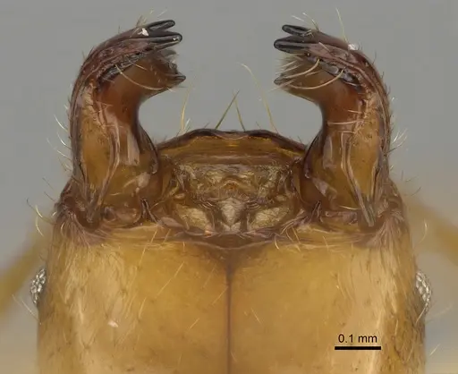 Pheidole bos specimen CASENT0140641 image casent0140641_4