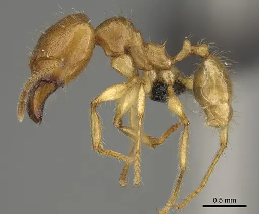 Pheidole bos specimen CASENT0140641 image casent0140641_5