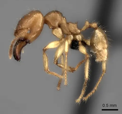 Pheidole bos specimen CASENT0140641 image casent0140641_6