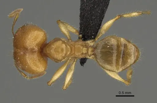 Pheidole bos specimen CASENT0140654 image casent0140654_1