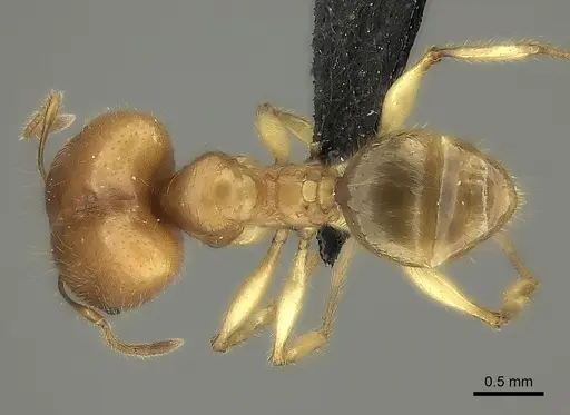 Pheidole bos specimen CASENT0140654 image casent0140654_2