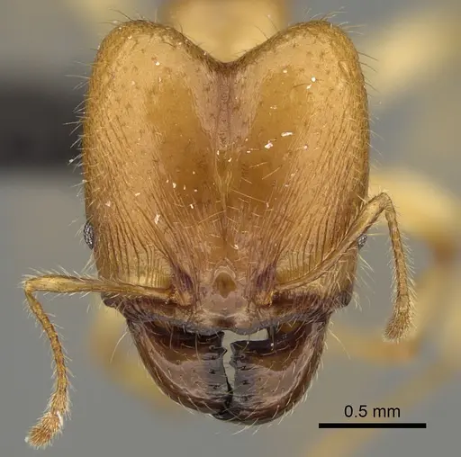 Pheidole bos specimen CASENT0140654 image casent0140654_3