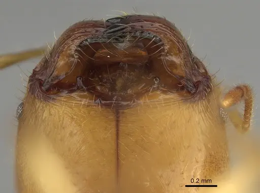 Pheidole bos specimen CASENT0140654 image casent0140654_4