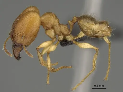 Pheidole bos specimen CASENT0140654 image casent0140654_5