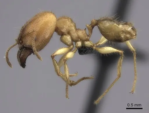 Pheidole bos specimen CASENT0140654 image casent0140654_6