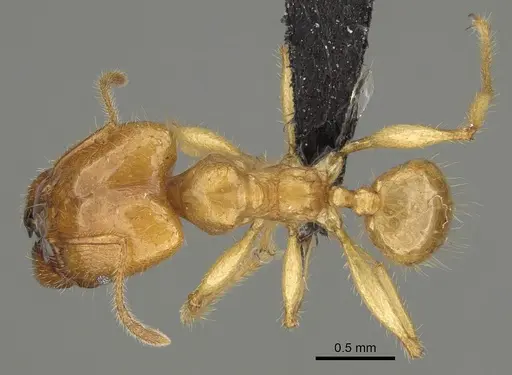 Pheidole bos specimen CASENT0140662 image casent0140662_1