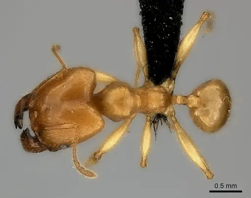 Pheidole bos specimen CASENT0140662 image casent0140662_2