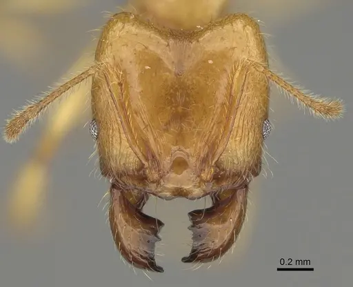 Pheidole bos specimen CASENT0140662 image casent0140662_3