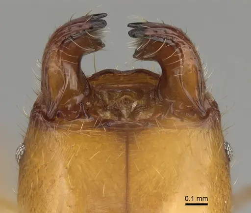 Pheidole bos specimen CASENT0140662 image casent0140662_4