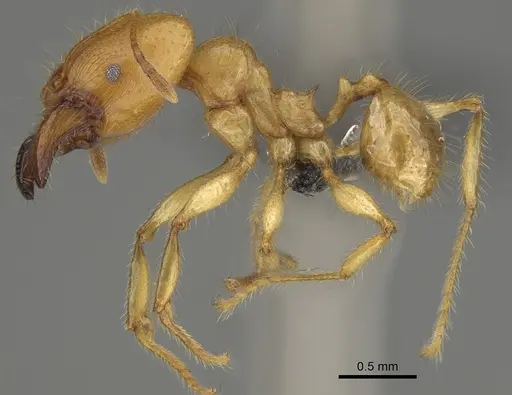 Pheidole bos specimen CASENT0140662 image casent0140662_5
