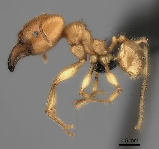 Pheidole bos specimen CASENT0140662 image casent0140662_6