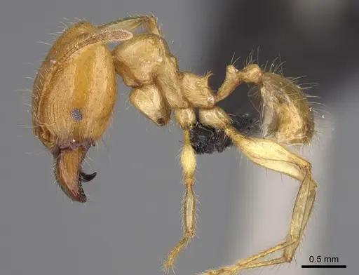Pheidole bos specimen CASENT0140683 image casent0140683_1