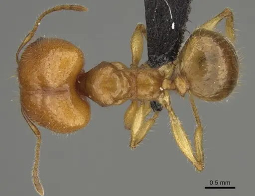 Pheidole bos specimen CASENT0140684 image casent0140684_1