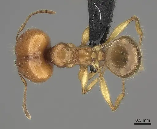 Pheidole bos specimen CASENT0140684 image casent0140684_2