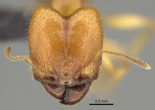 Pheidole bos specimen CASENT0140684 image casent0140684_3
