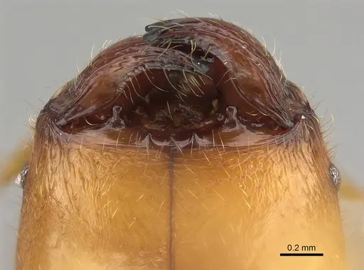 Pheidole bos specimen CASENT0140684 image casent0140684_4
