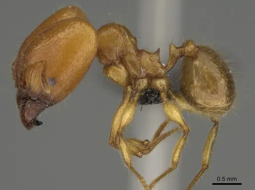 Pheidole bos specimen CASENT0140684 image casent0140684_5