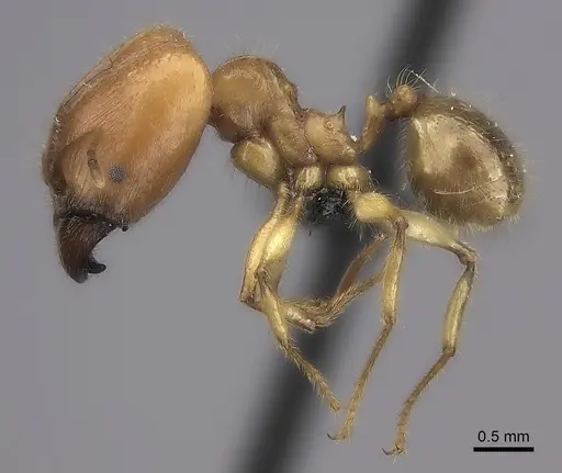 Pheidole bos specimen CASENT0140684 image casent0140684_6