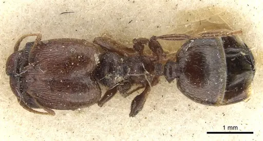 Pheidole bos specimen CASENT0901546 image casent0901546_1