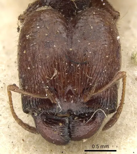 Pheidole bos specimen CASENT0901546 image casent0901546_2