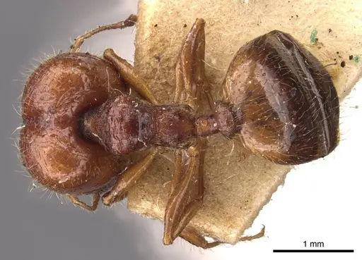 Pheidole bos specimen CASENT0908011 image casent0908011_1