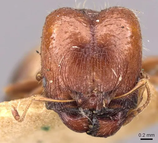 Pheidole bos specimen CASENT0908011 image casent0908011_2