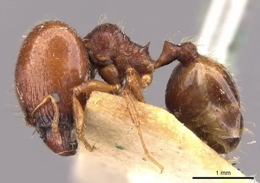 Pheidole bos specimen CASENT0908011 image casent0908011_3