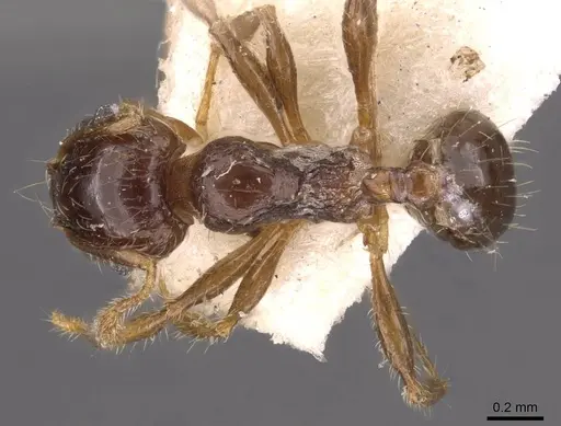 Pheidole bos specimen CASENT0908012 image casent0908012_1