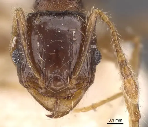 Pheidole bos specimen CASENT0908012 image casent0908012_2